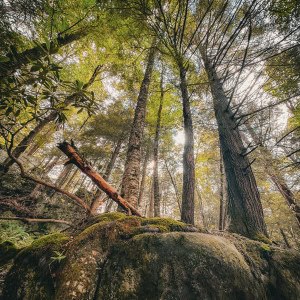 The canopy along the trail at Blackwater Falls State Park
